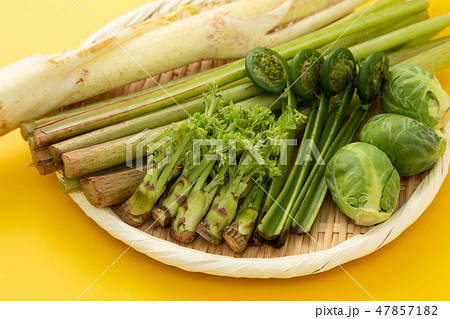 春野菜 山菜 春野菜 山菜 47857182