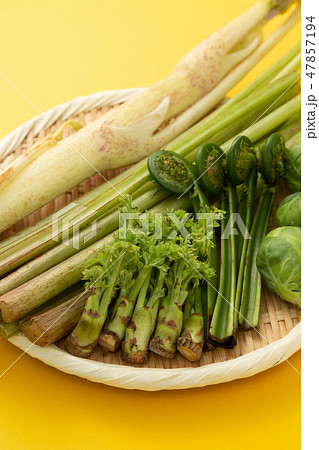 春野菜 山菜 春野菜 山菜 47857194