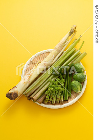 春野菜　山菜 47857196