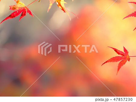 紅葉 47857230