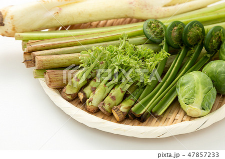 春野菜　山菜 47857233