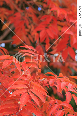 晩秋_ハゼノキの紅葉 47857541