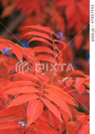 晩秋_ハゼノキの紅葉 47857543