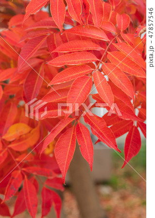 晩秋_ハゼノキの紅葉 47857546