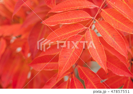 晩秋_ハゼノキの紅葉 晩秋_ハゼノキの紅葉 47857551