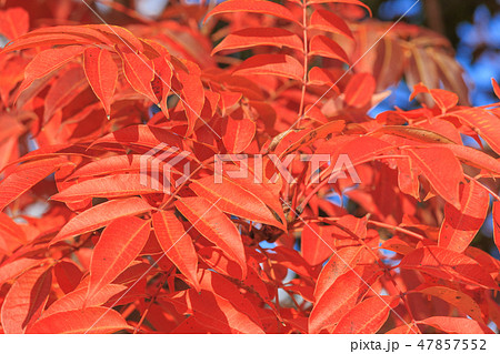 晩秋_ハゼノキの紅葉 晩秋_ハゼノキの紅葉 47857552