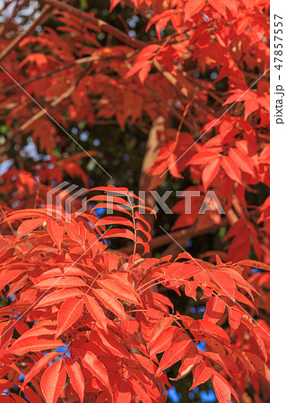 晩秋_ハゼノキの紅葉 晩秋_ハゼノキの紅葉 47857557