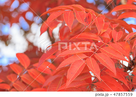 晩秋_ハゼノキの紅葉 晩秋_ハゼノキの紅葉 47857559