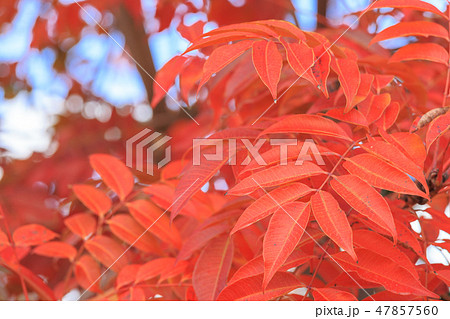 晩秋_ハゼノキの紅葉 晩秋_ハゼノキの紅葉 47857560