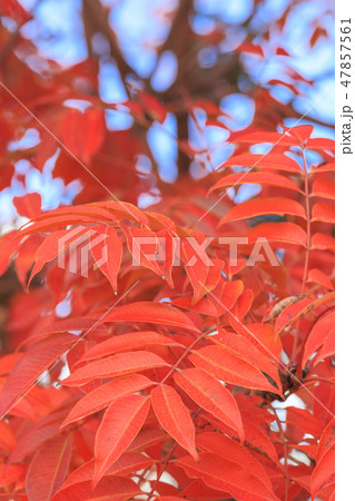 晩秋_ハゼノキの紅葉 47857561