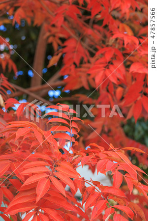 晩秋_ハゼノキの紅葉 47857566