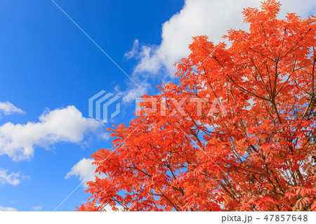 晩秋_ハゼノキの紅葉 47857648