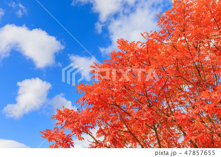 晩秋_ハゼノキの紅葉 晩秋_ハゼノキの紅葉 47857655