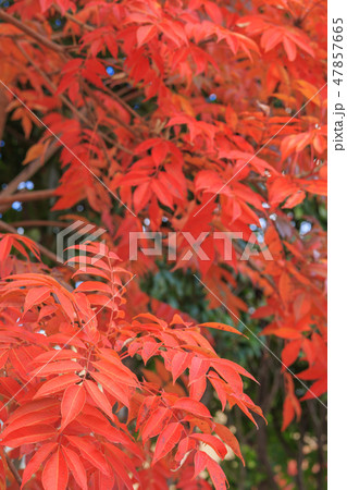 晩秋_ハゼノキの紅葉 47857665