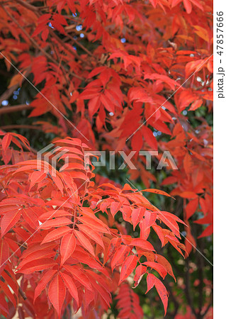 晩秋_ハゼノキの紅葉 47857666