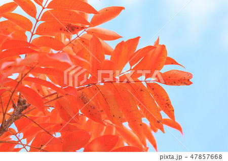 晩秋_ハゼノキの紅葉 47857668