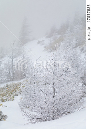 長野_厳冬の美ヶ原_霧氷 47857688