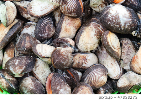 Shellfish Shellfish 47858275