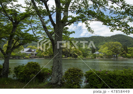 大覚寺大沢池の春 47858449