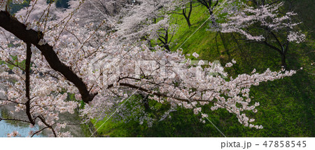 満開の桜 春のイメージ 染井吉野 色鮮やか春の風物詩 満開の桜 春のイメージ 染井吉野 色鮮やか春の風物詩 47858545