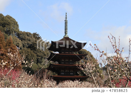 早春の山口瑠璃光寺 47858625