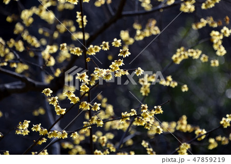 ろうばい 47859219