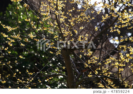 ろうばい 47859224