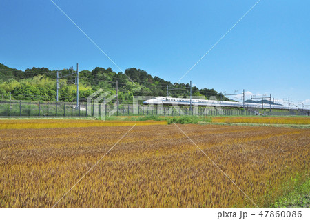 小麦畑の新幹線 小麦畑の新幹線 47860086