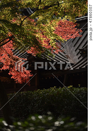 平林寺 紅葉 平林寺 紅葉 47860307