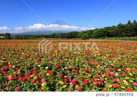 世界遺産 富士山 百日草 山中湖 花の都公園 世界遺産 富士山 百日草 山中湖 花の都公園 47860506