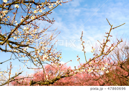 咲きはじめの梅の花 咲きはじめの梅の花 47860696