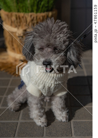 トイプードル 門松とわんちゃん お座りする犬 セーターを着たワンちゃん グレーの犬 の写真素材