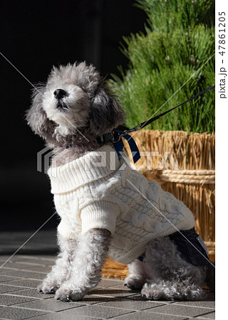 トイプードル 門松とわんちゃん お座りする犬 セーターを着たワンちゃん グレーの犬 の写真素材 47861205 Pixta