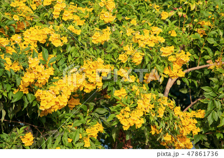 yellow flower. 47861736