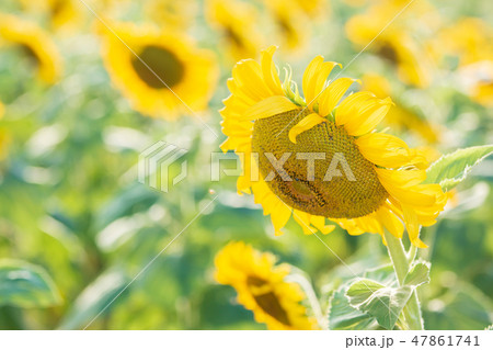 sunflower at afternoon sunflower at afternoon 47861741