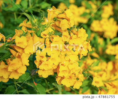 yellow flower. yellow flower. 47861755