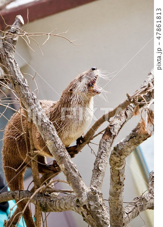 カワウソの雄叫びの写真素材