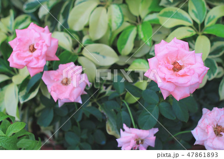 the rose flower at flower bed 47861893
