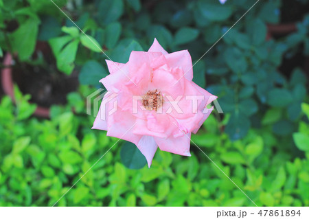 the rose flower at flower bed 47861894