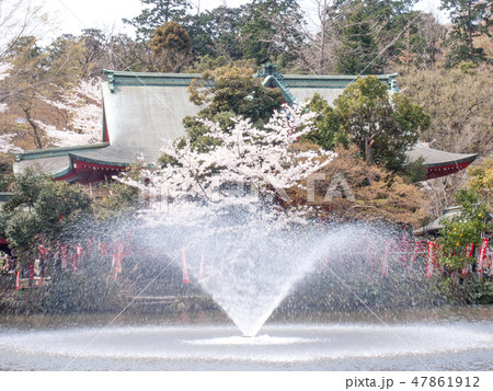 東京都 井の頭公園 井の頭弁財天 満開の桜 東京都 井の頭公園 井の頭弁財天 満開の桜 47861912