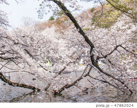 東京都 井の頭公園 井の頭池 満開の桜 東京都 井の頭公園 井の頭池 満開の桜 47862024