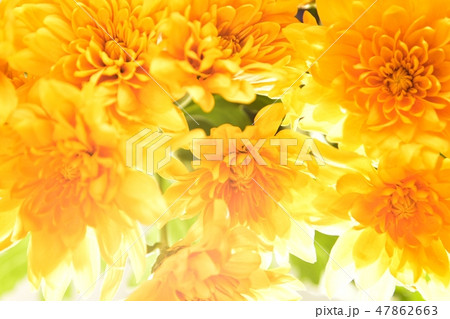 スプレー菊　菊の花 47862663