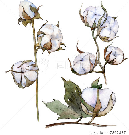 Colorful flowers and stump wood on white - Stock Illustration [59183129] -  PIXTA