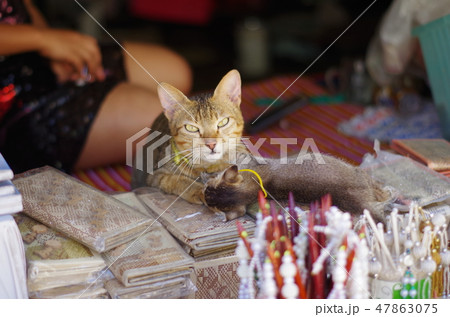 ミャンマー ゴールデンロック チャイティーヨーパゴダ 猫 ミャンマー ゴールデンロック チャイティーヨーパゴダ 猫 47863075