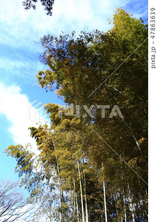 横浜三渓園の竹林 47863639