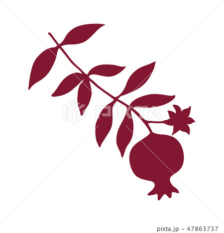 Sketch with pomegranate on branch with leaves. Sketch with pomegranate on branch with leaves. 47863737