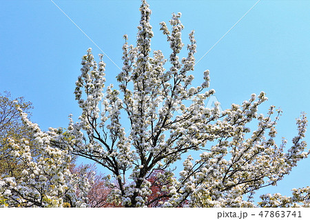 新緑と山梨の花 47863741