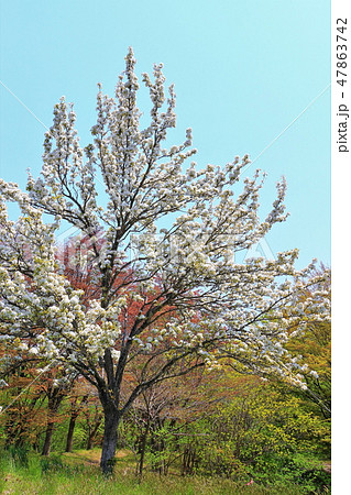 新緑と山梨の花 47863742