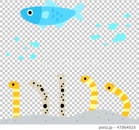チンアナゴとニシキアナゴ 47864028