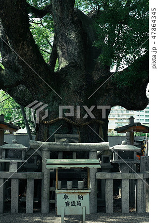 杭全神社 クスノキ 大阪 平野 杭全神社 クスノキ 大阪 平野 47864345